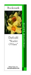 This bookmark depicts a Scarlet O'Hara Daffodil.