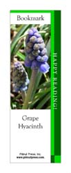 This bookmark depicts a Grape Hyacinth.